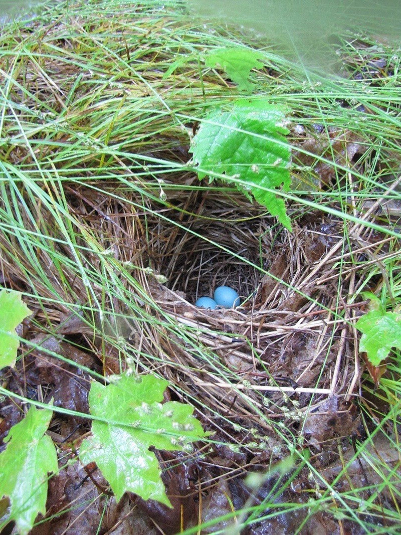 Veery nest with eggs by Mike McCarthy, Seney Natural History Association is licensed under CC 2.0.